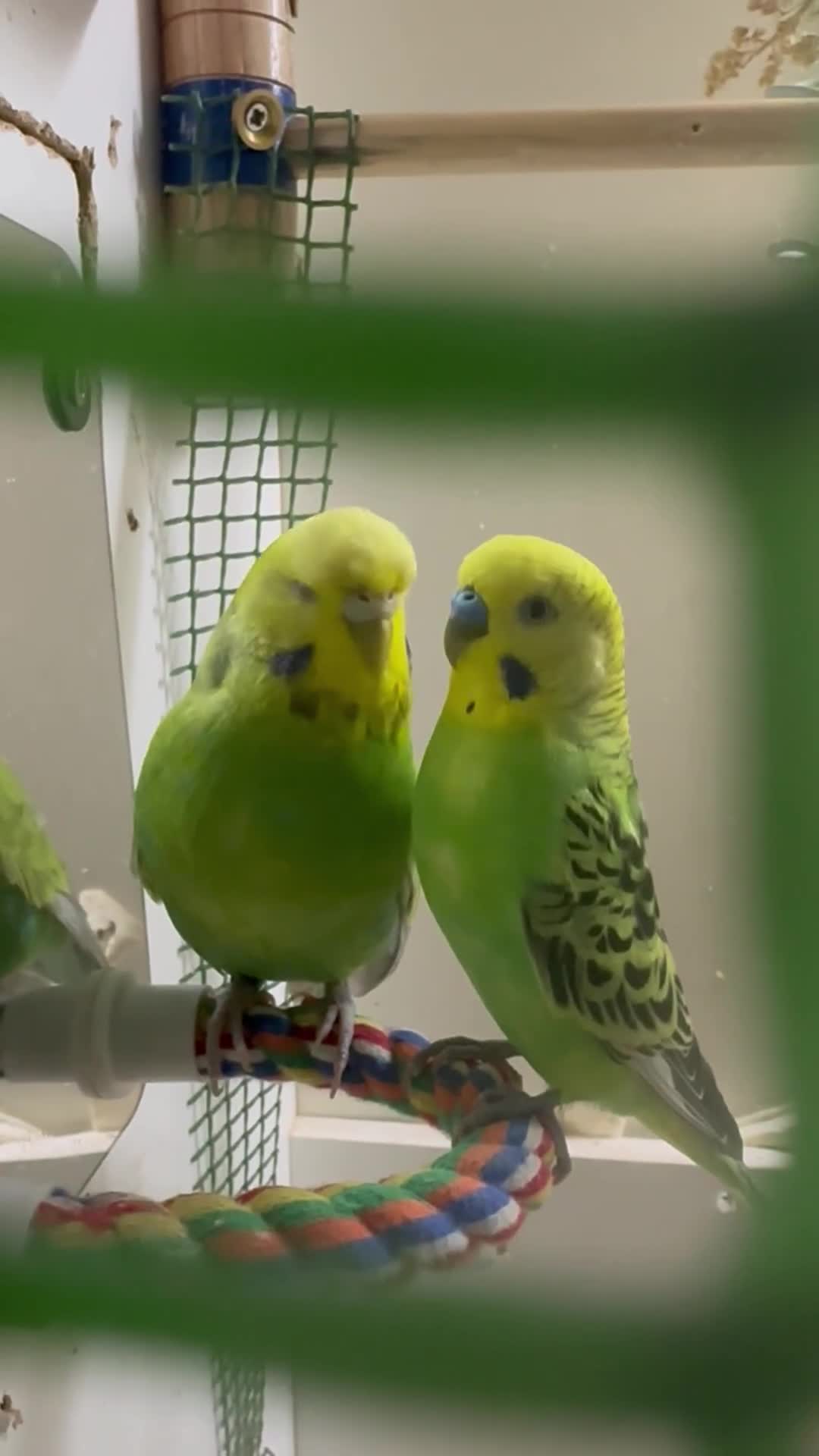 Budgerigars birds for sale: Budgies for sale  - Video 1