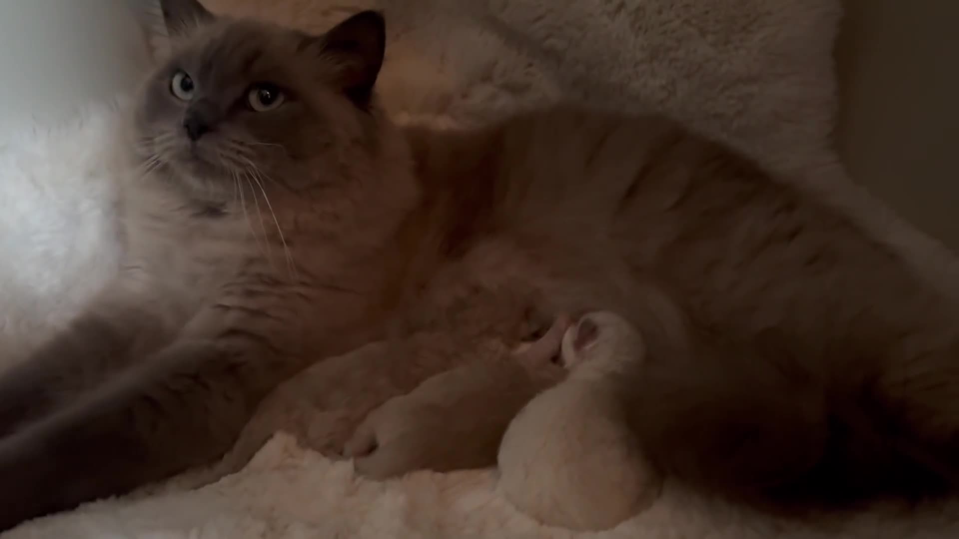 Ragdoll cats for sale: Beautiful mink point Ragdolls! 🩶🤍 - Video 1