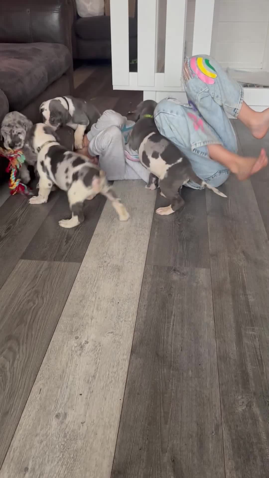 Great Dane dogs for sale: KC registered blue Great Dane puppies - Video 3