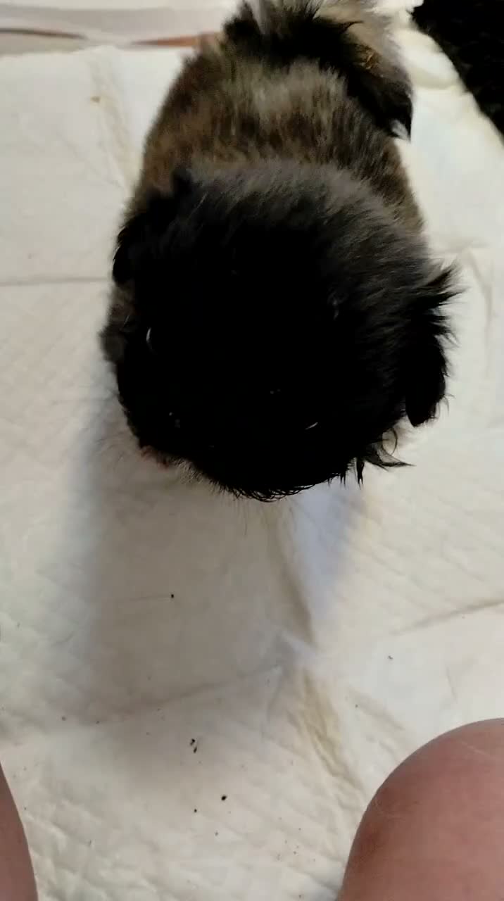Pekingese dogs for sale: KC registered Pekingese puppy's  - Video 1