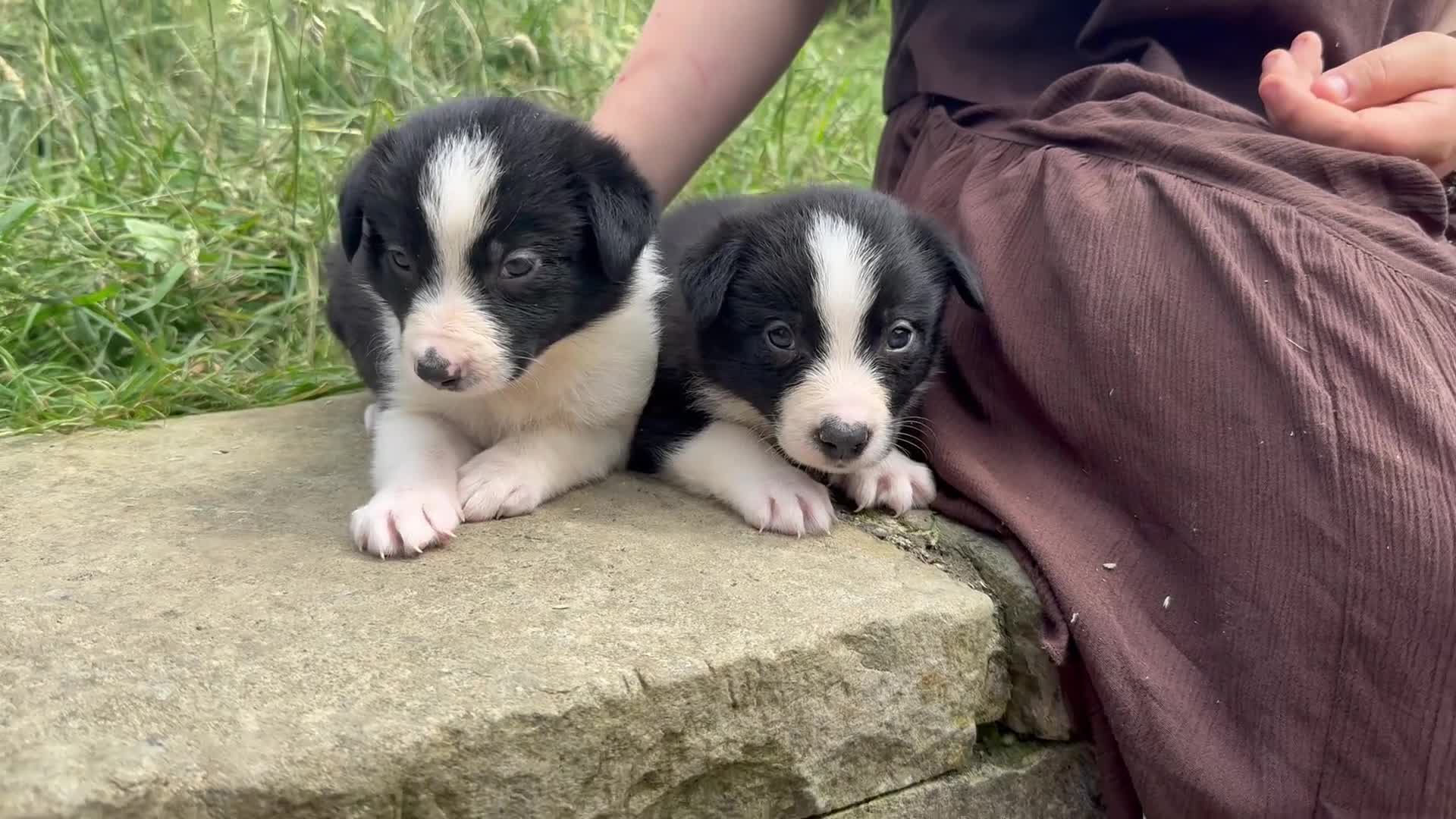 Border Collie dogs for sale: ISDS registered pups from amazing lines - Video 1