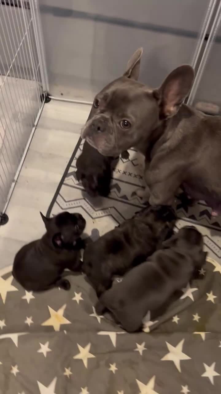 French Bulldog dogs for sale: 4 beautiful boys looking for forever homes - Video 1