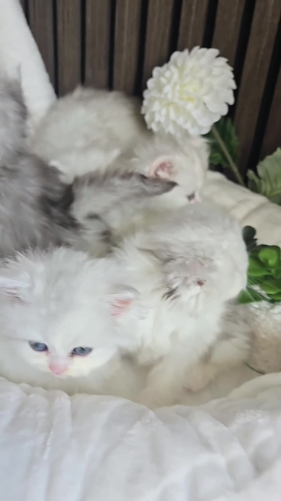 Persian cats for sale: 😻 Persian chinchilla kittens 😻 - Video 1