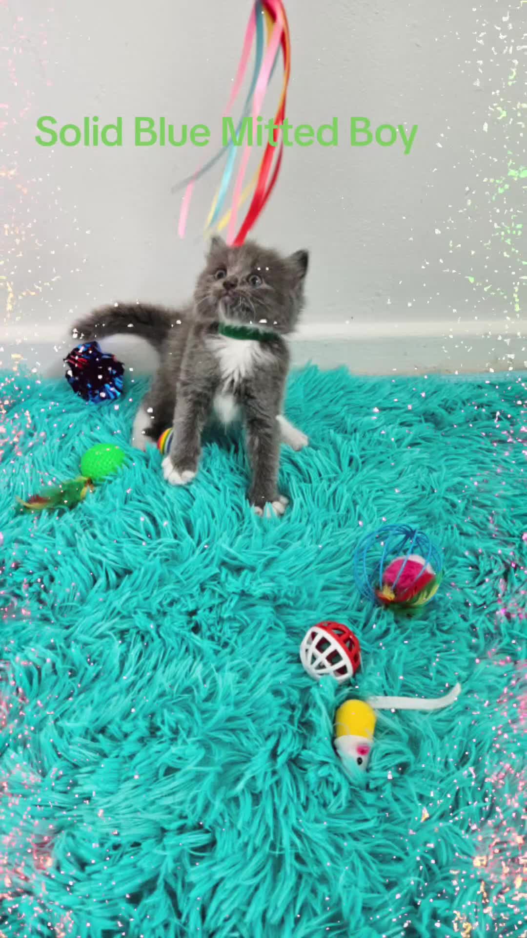 Ragdoll cats for sale: PET OR ActiveTicaHCM,PKD Certyficate,Championship  - Video 2