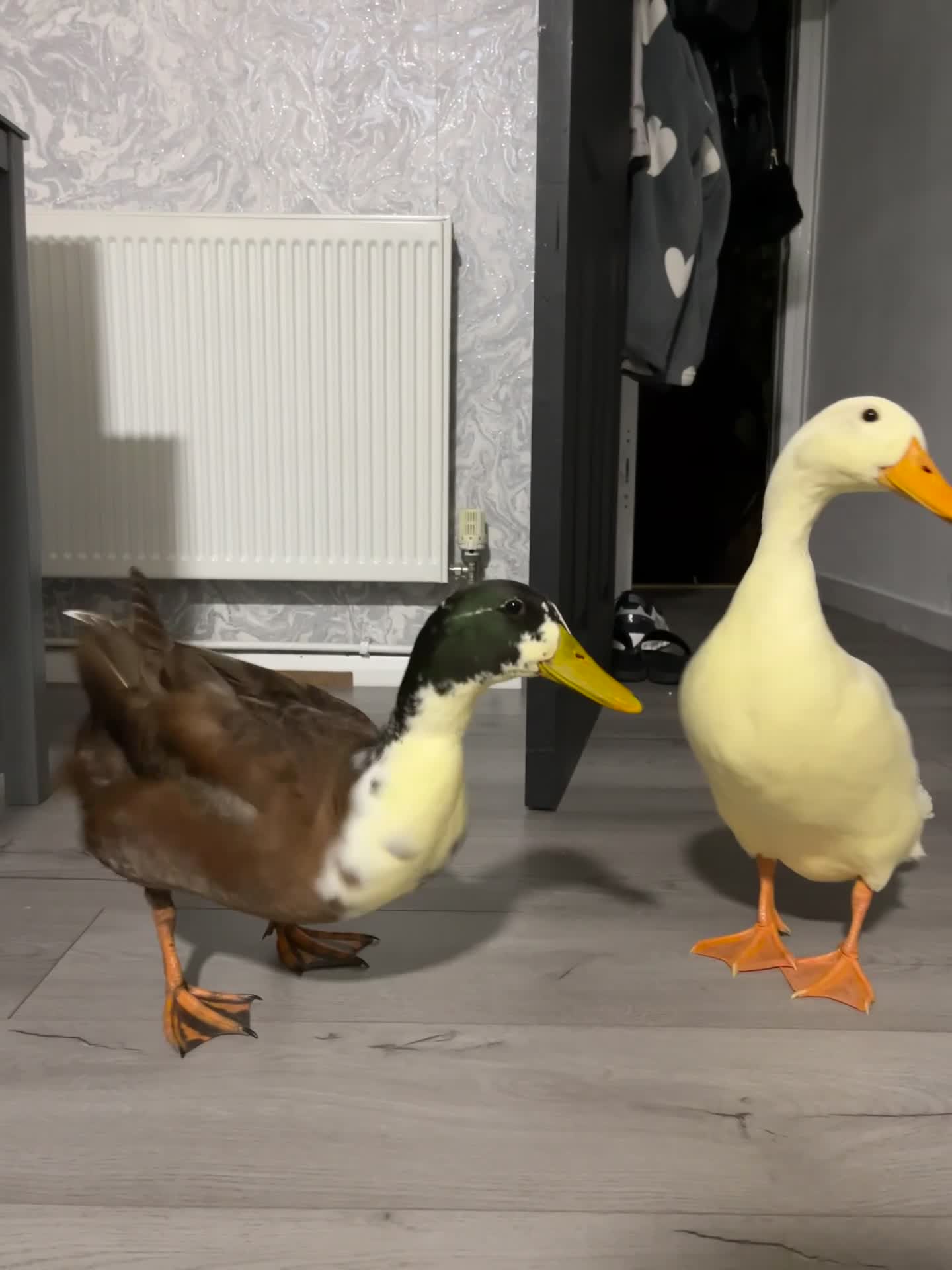 Ducks poultry for sale: A female hen and male drake Indian runner ducks. - Video 1