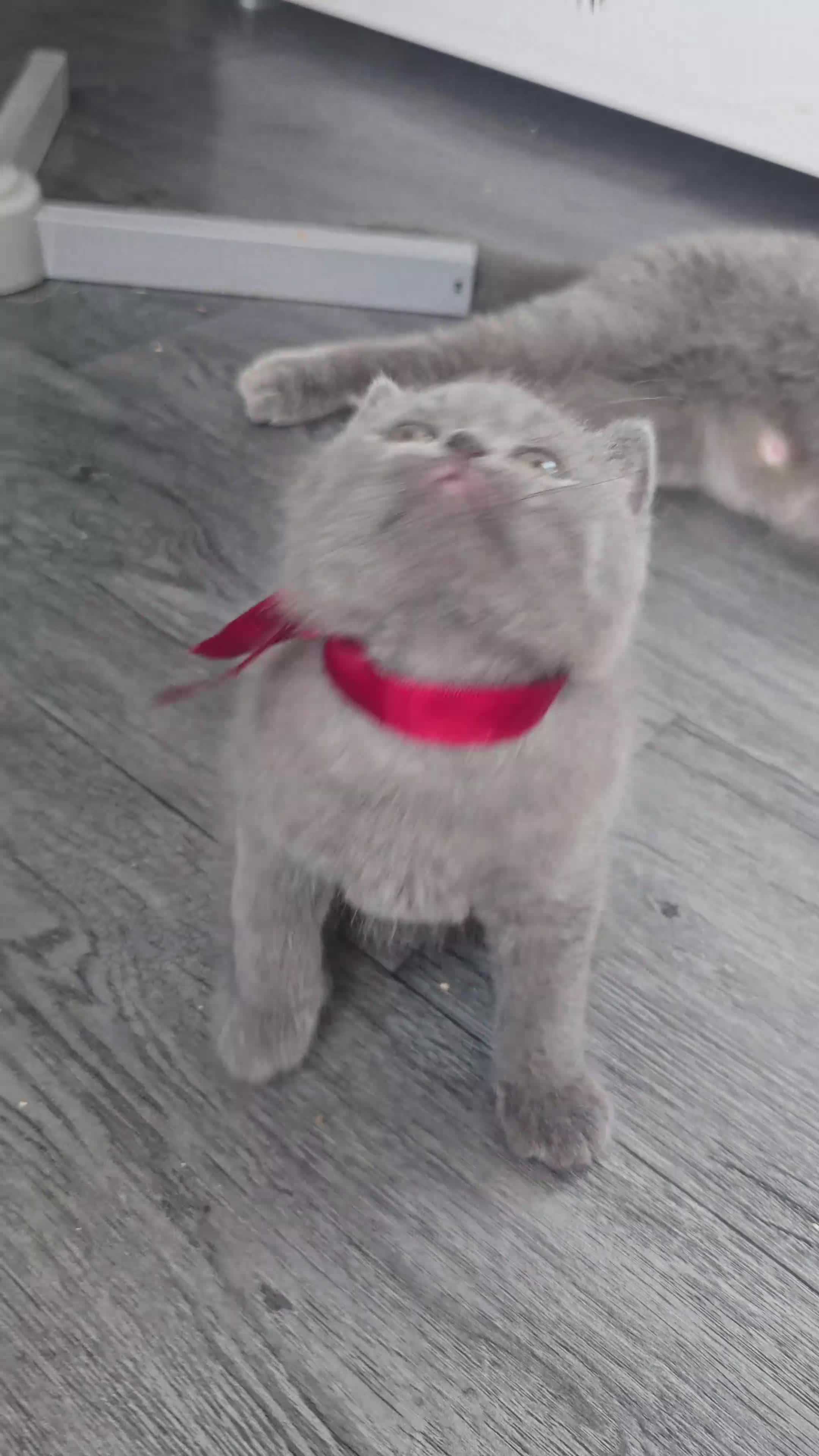 British Shorthair cats for sale:  British  Shorthair  kittens  - Video 2