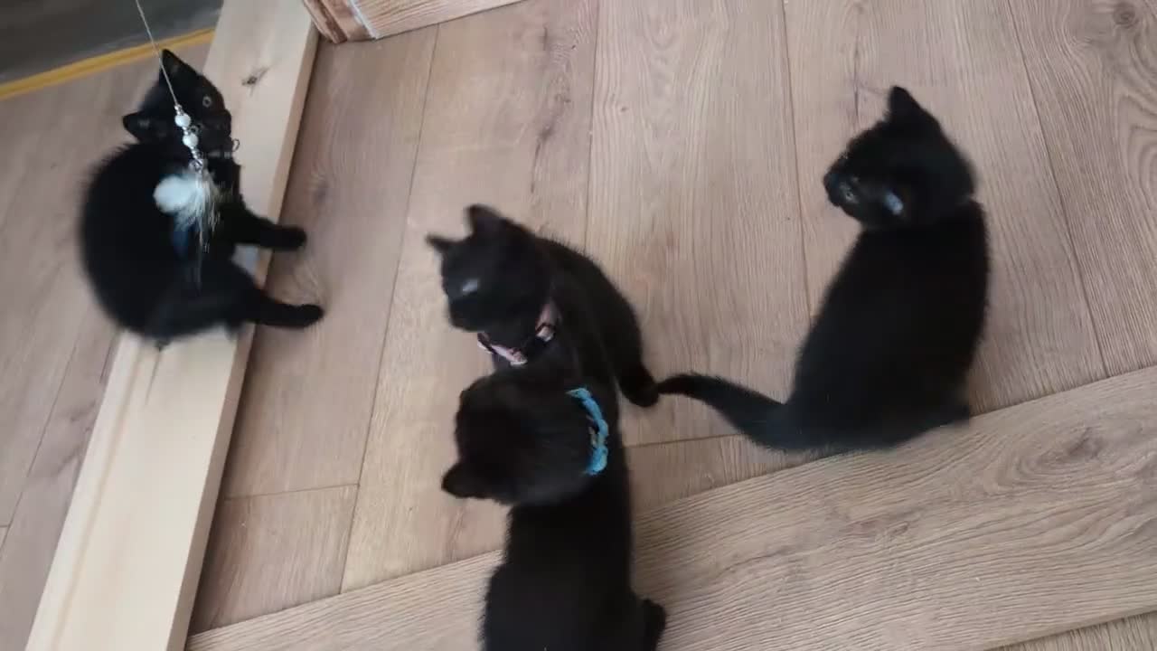 Mixed Breed cats for sale: Kitten  - Video 1