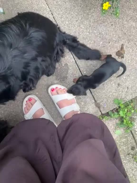 Miniature Dachshund dogs for sale: 2 Black and Tan miniature dachshunds 🐶 - Video 1
