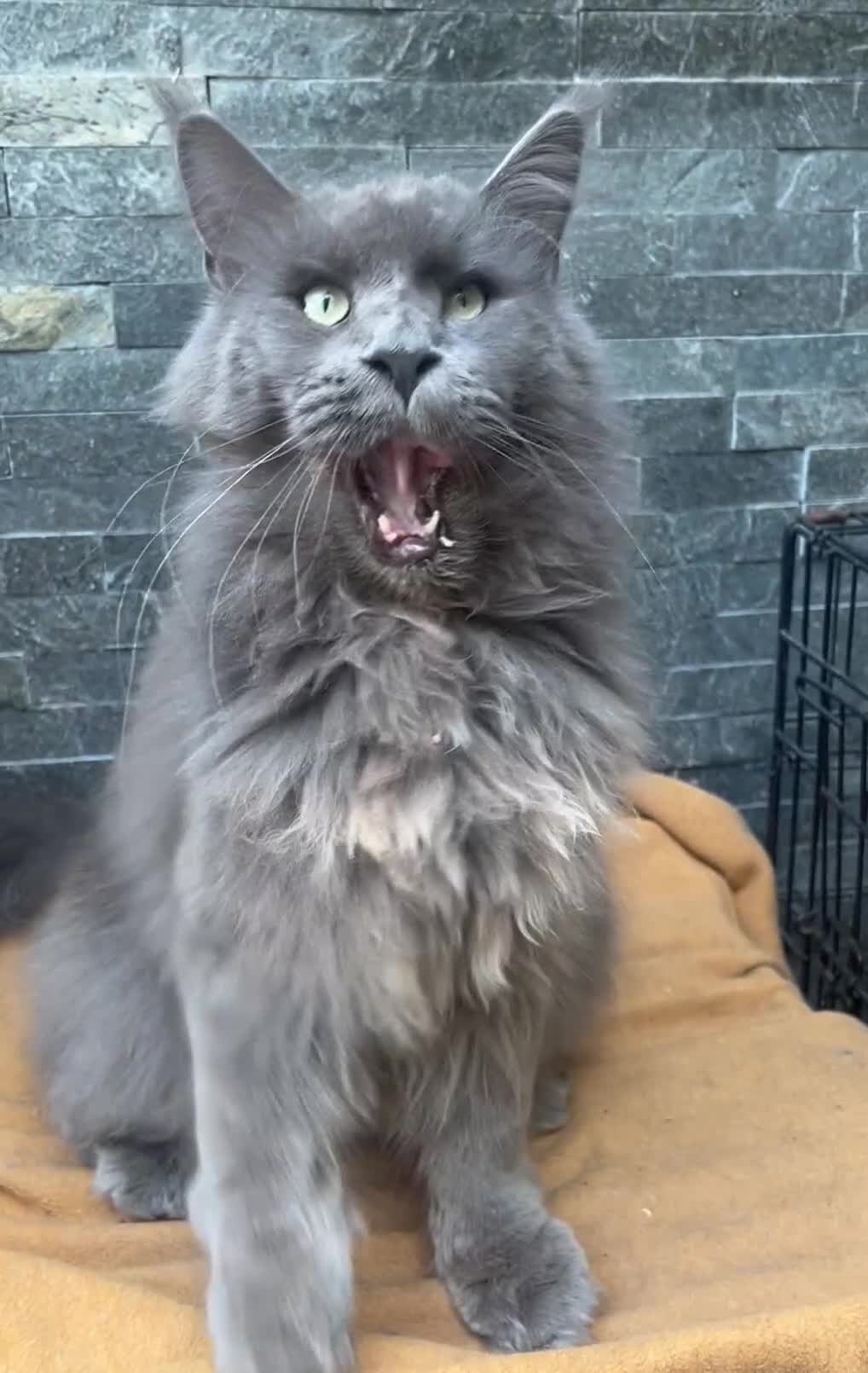 Maine Coon cats for sale: Vlad. Exquisite Huge Russian (neutered) 🔥🔥🔥🔥 - Video 2