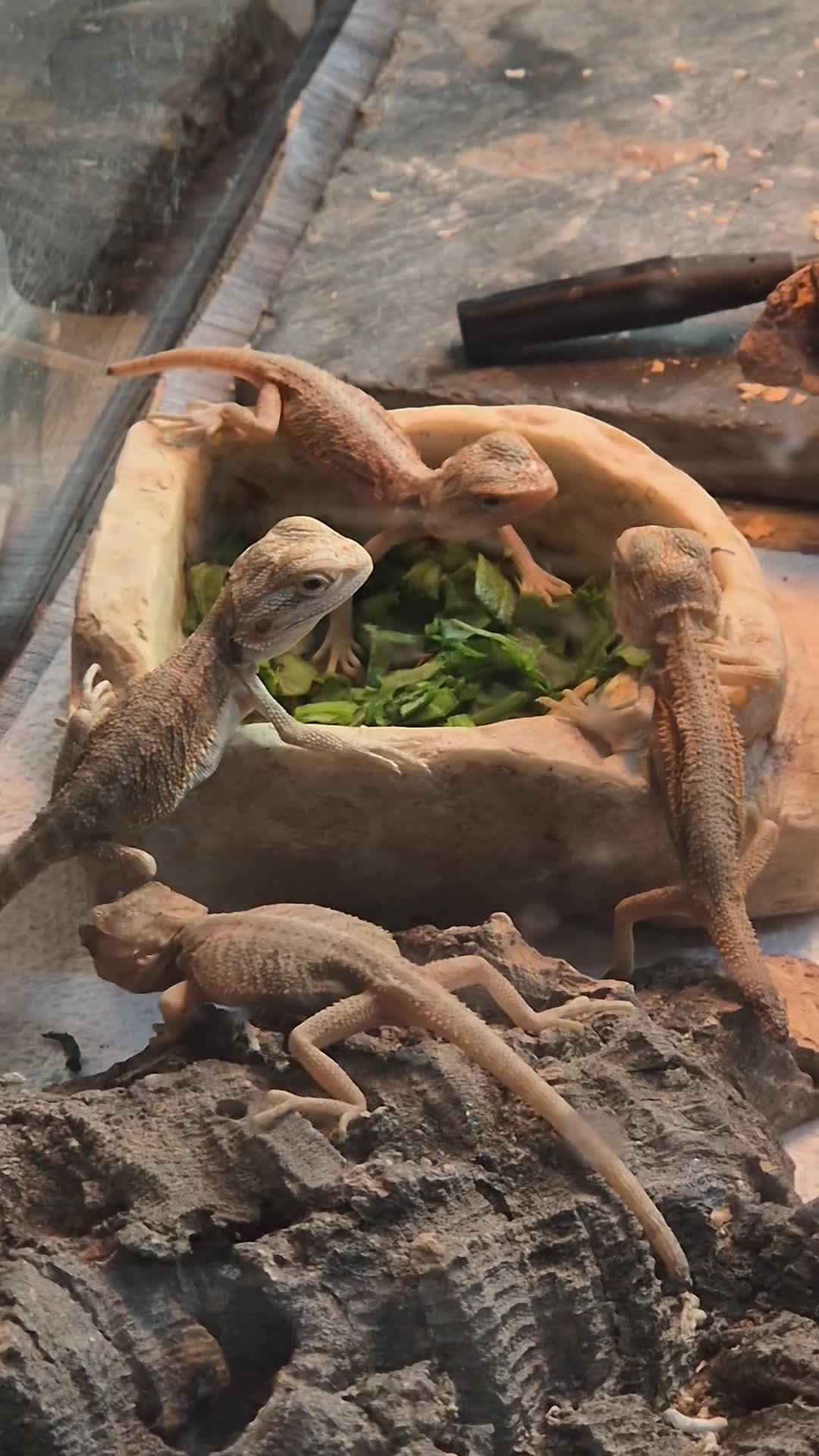 Bearded Dragon reptiles for sale: Healthy well started Baby Bearded Dragons  - Video 1