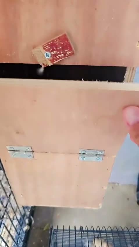 Ringnecks birds for sale: Indyan reingnecks - Video 1