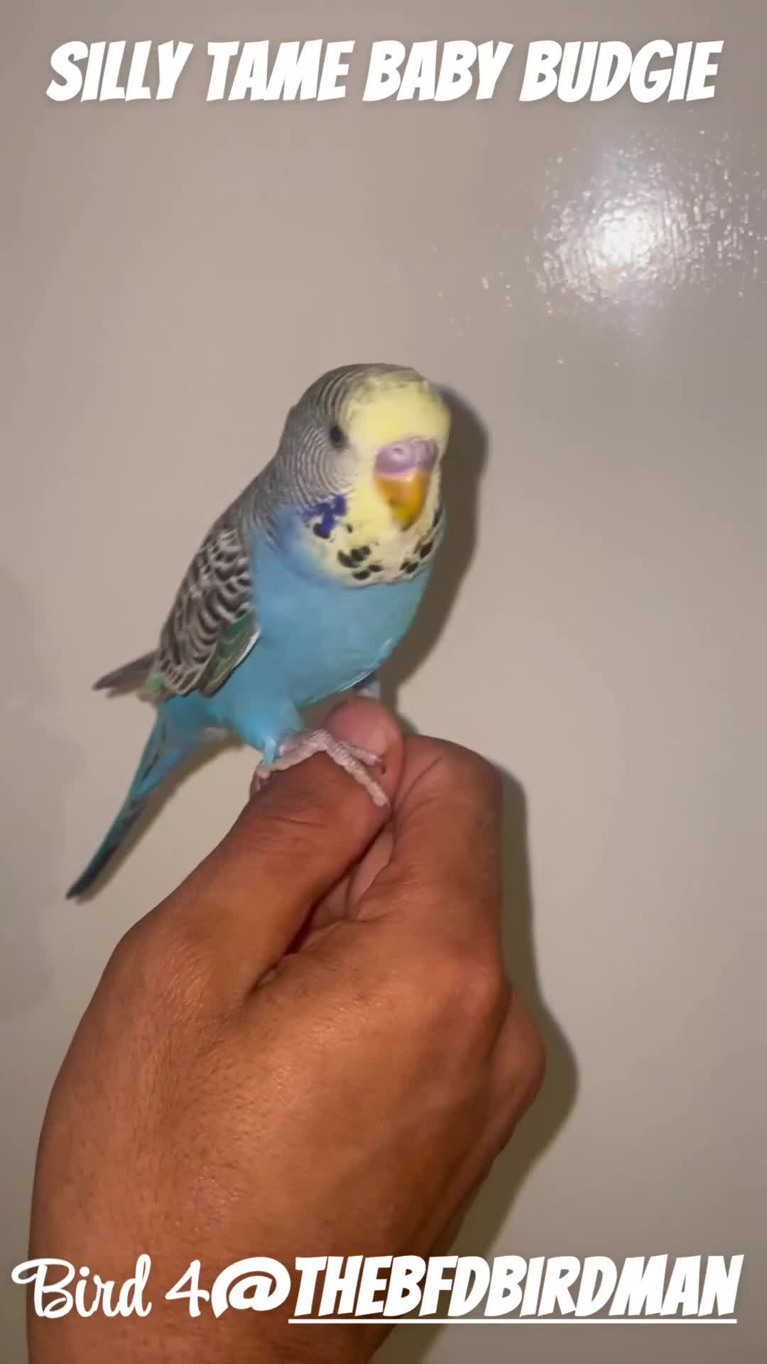 Budgerigars birds for sale: 100% Silly Tame Baby Budgies - Video 4