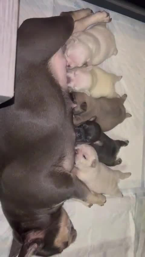 French Bulldog dogs for stud: 🌟🔥LILAC PLATINUM KC REG FRENCH BULLDOG STUD🔥🌟 in Uxbridge - Video 5