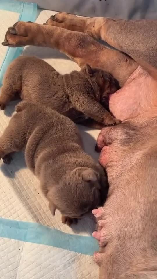 English Bulldog dogs for sale: English bulldog for sale  - Video 1