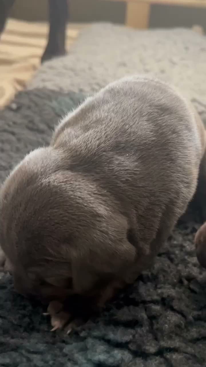Mixed Breed dogs for sale: Beautiful Cane Corso Puppy  in London - Video 4