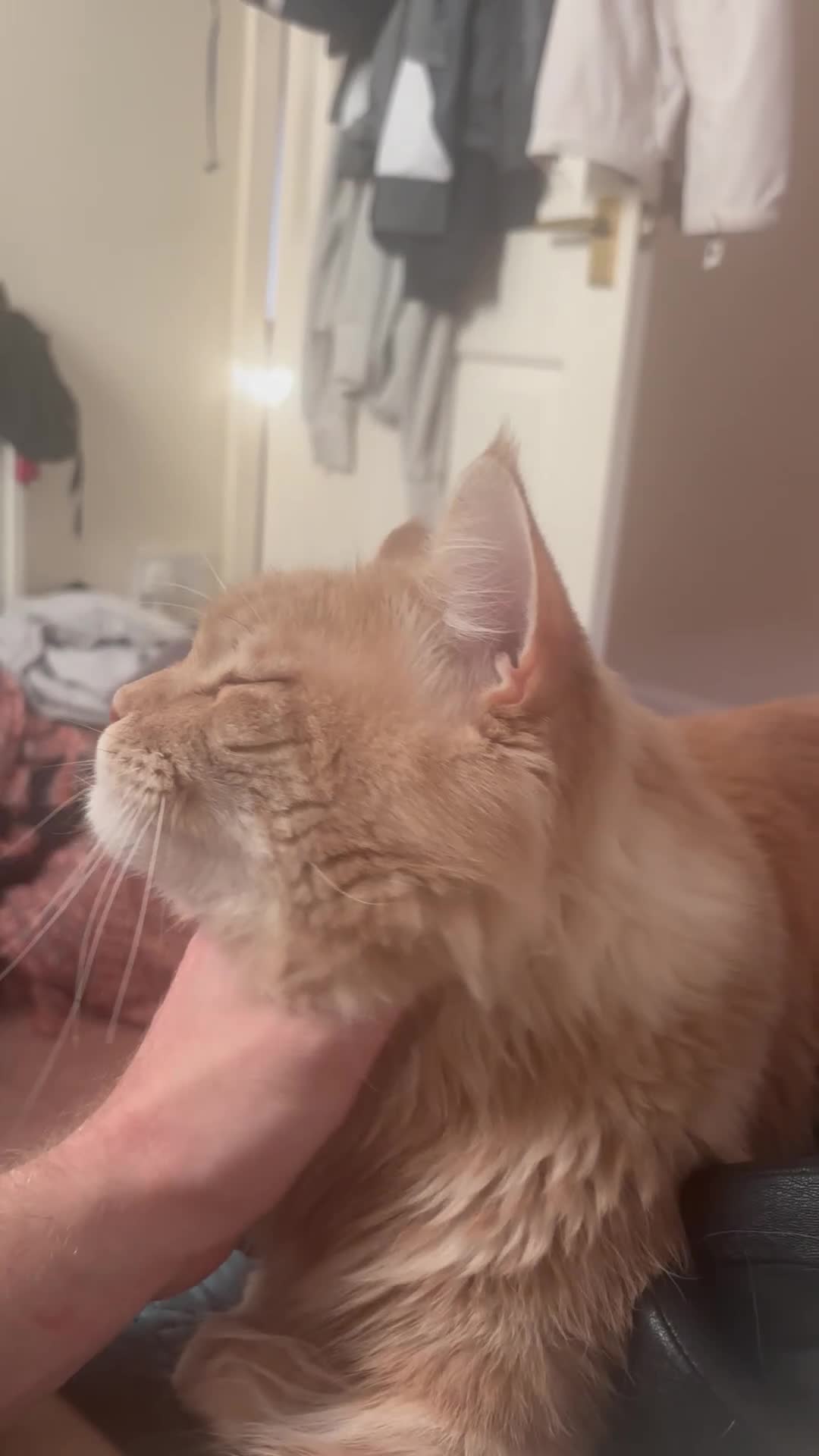 Maine Coon cats for stud: Alphie Maine coon STUD in Atherstone - Video 1