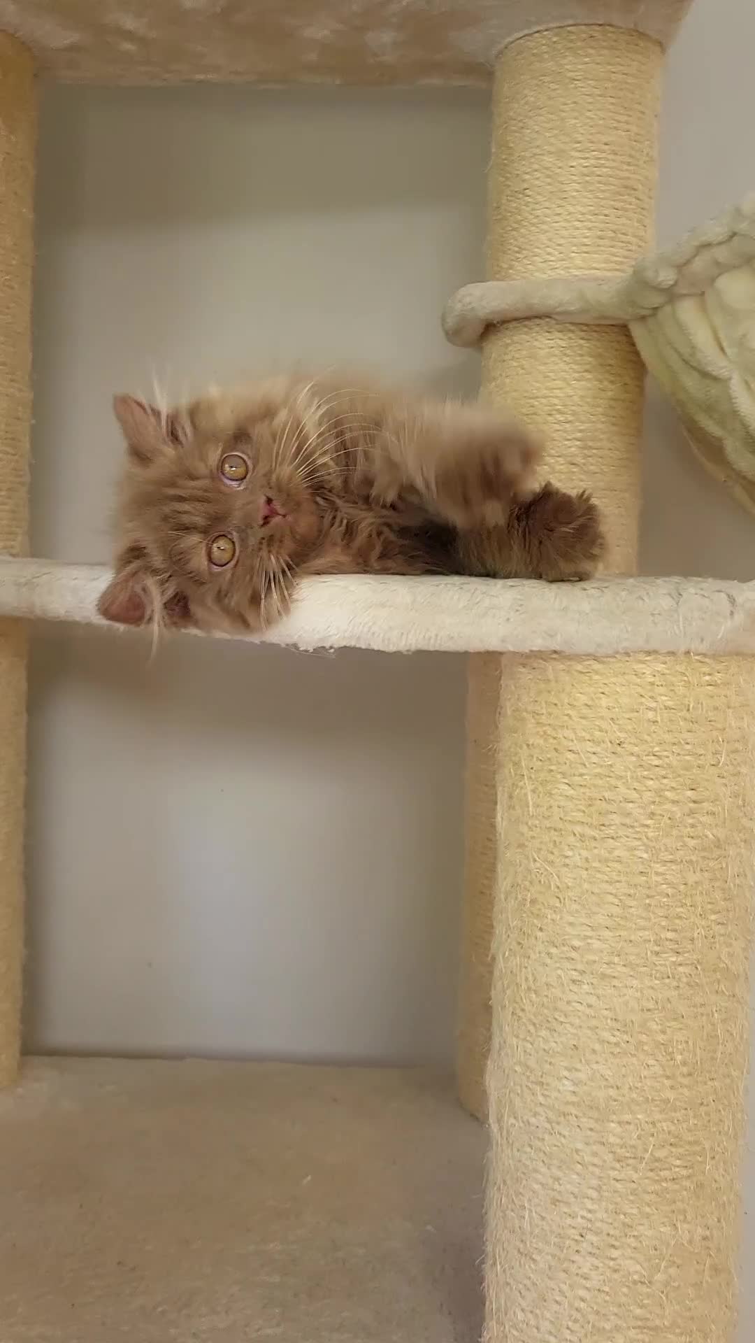 British Longhair cats for sale: Stunning Cinnamon Tica Registered Boy - Video 2