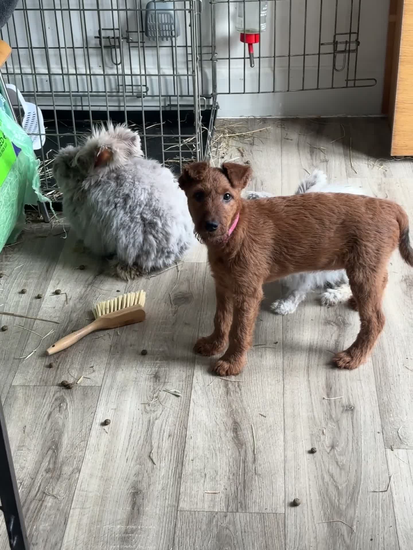 Angora rabbits for sale: Dudley - Video 3