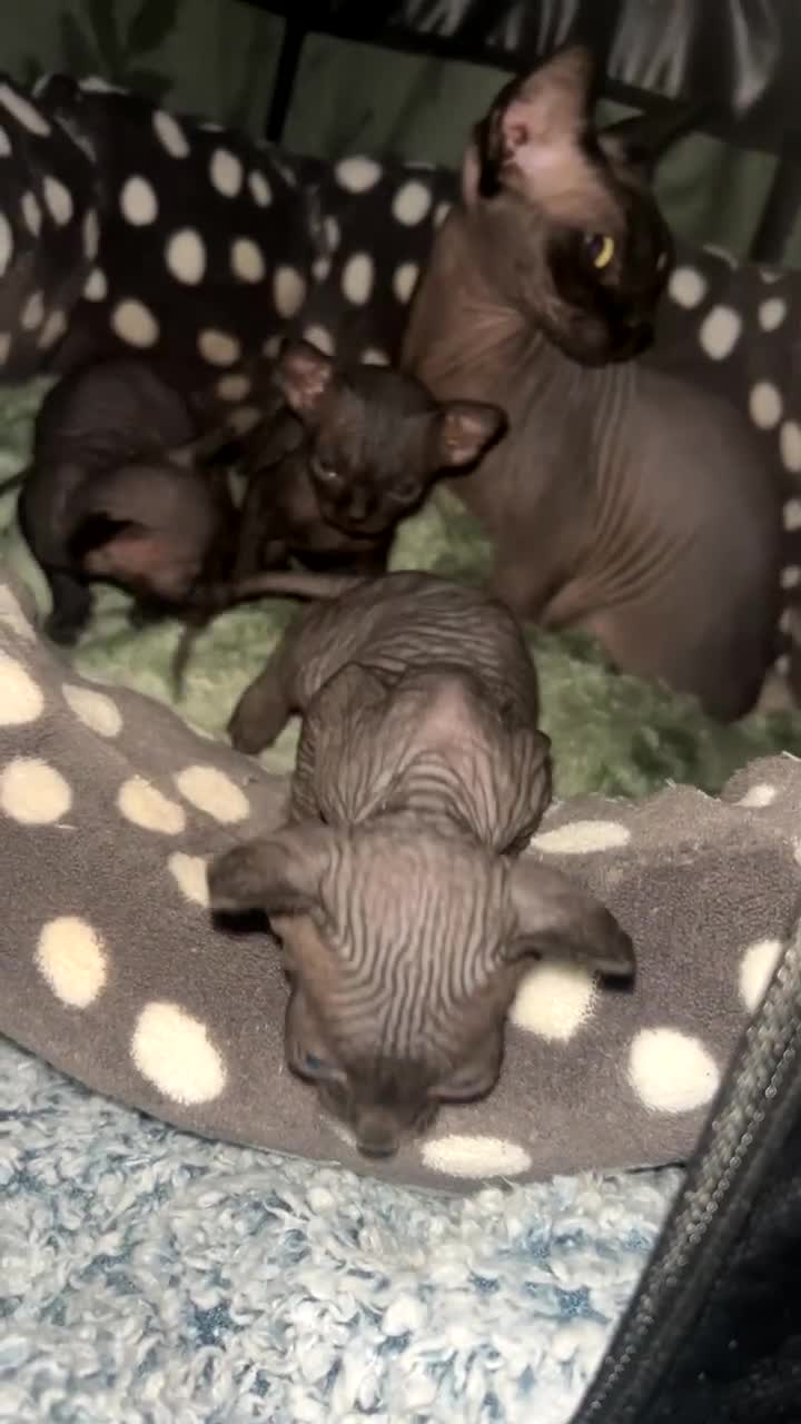 Sphynx cats for sale: Canadian Sphyx kittens - Video 1