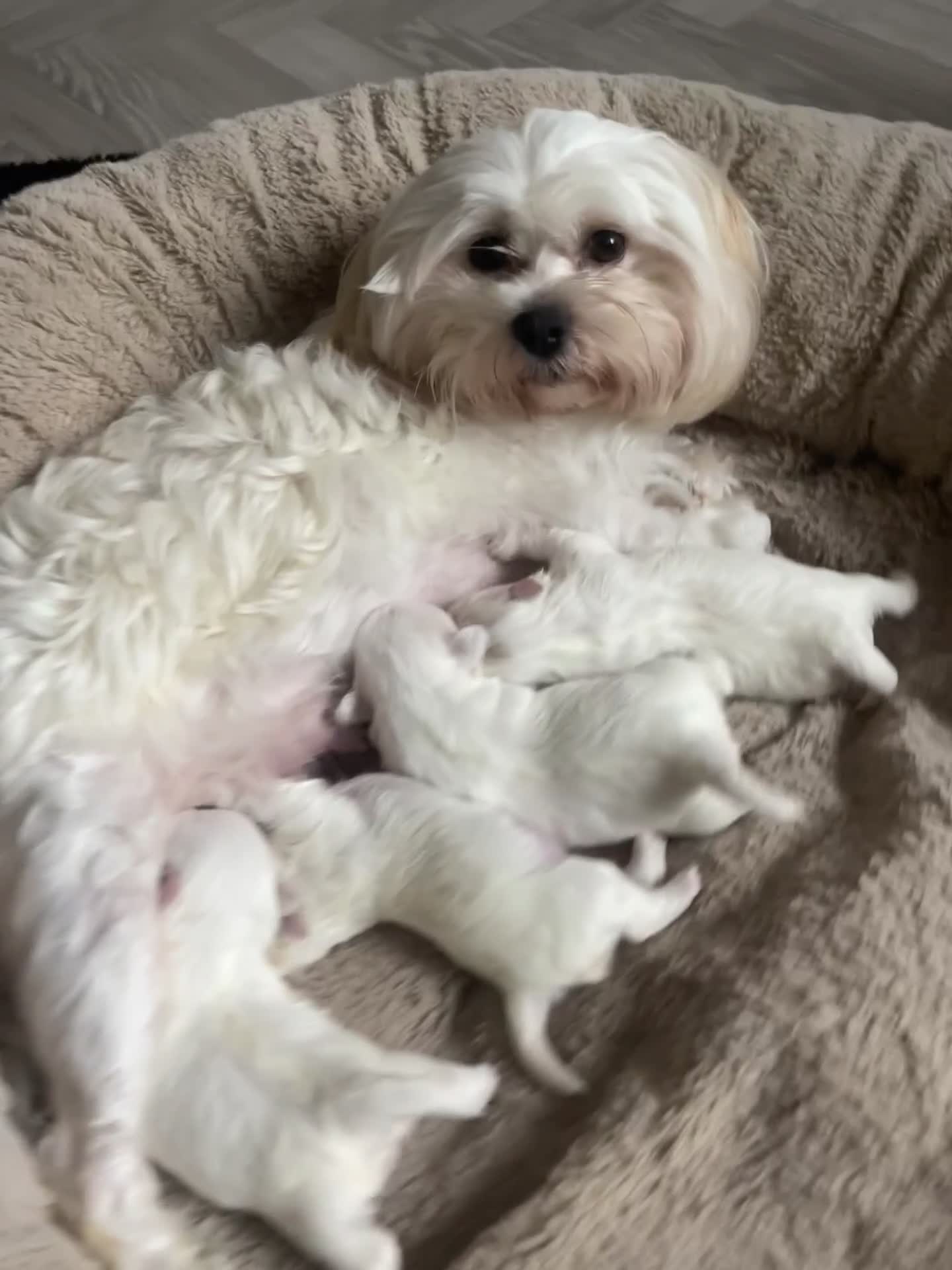 Malshi dogs for sale: Adorable Korean Maltese x Malshi puppies  - Video 1