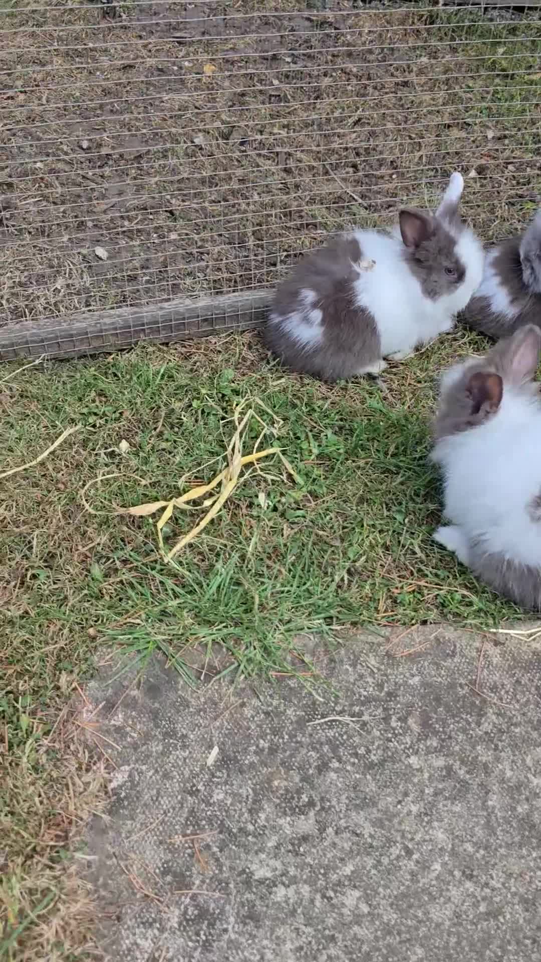 Lionhead rabbits for sale: Lionhead Bunnies - Video 1