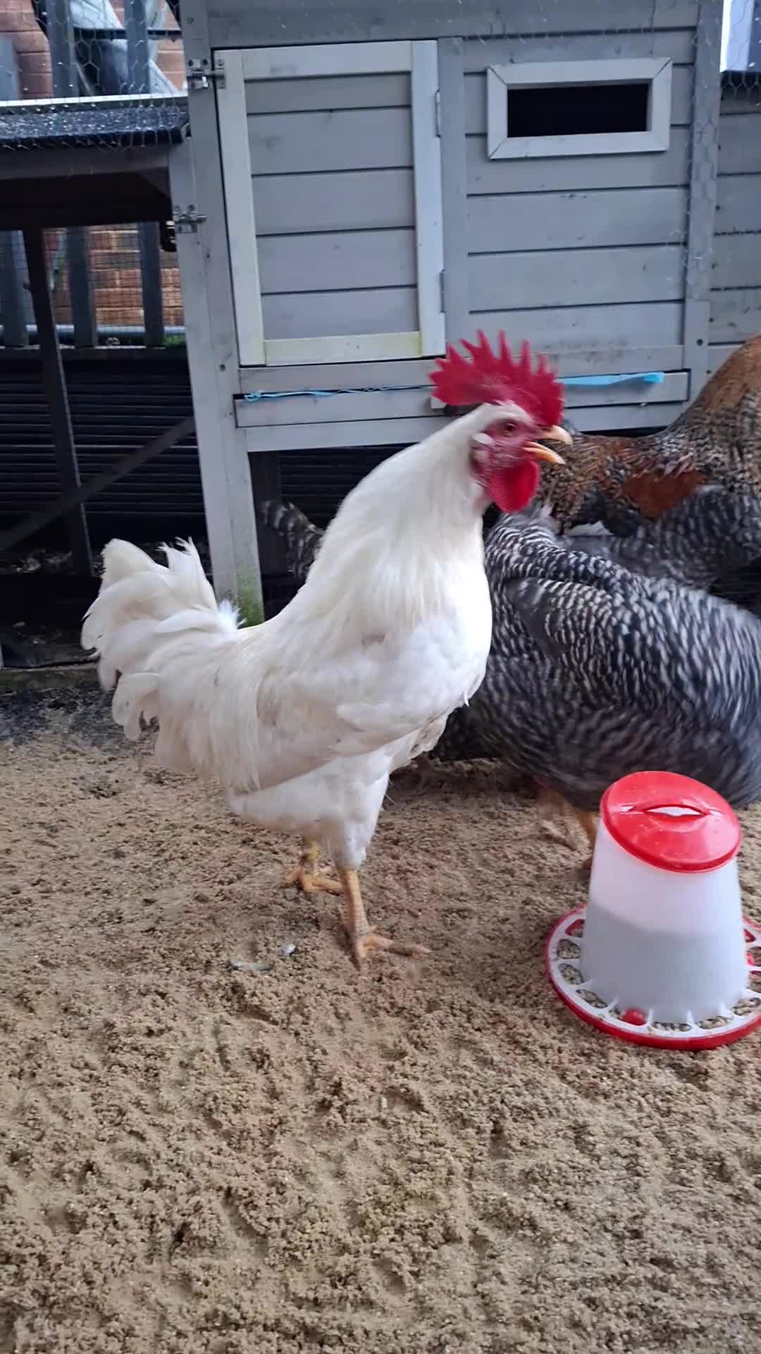 Chickens poultry for sale: Cockerel - Video 1