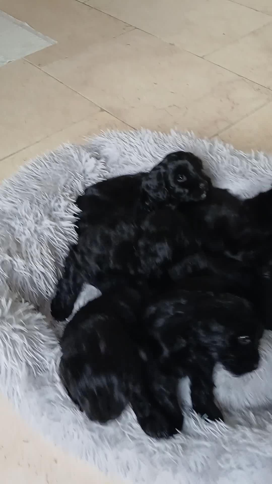 Cockapoo dogs for sale: Toy Cockapoo Puppies Looking for Loving Homes - Video 1