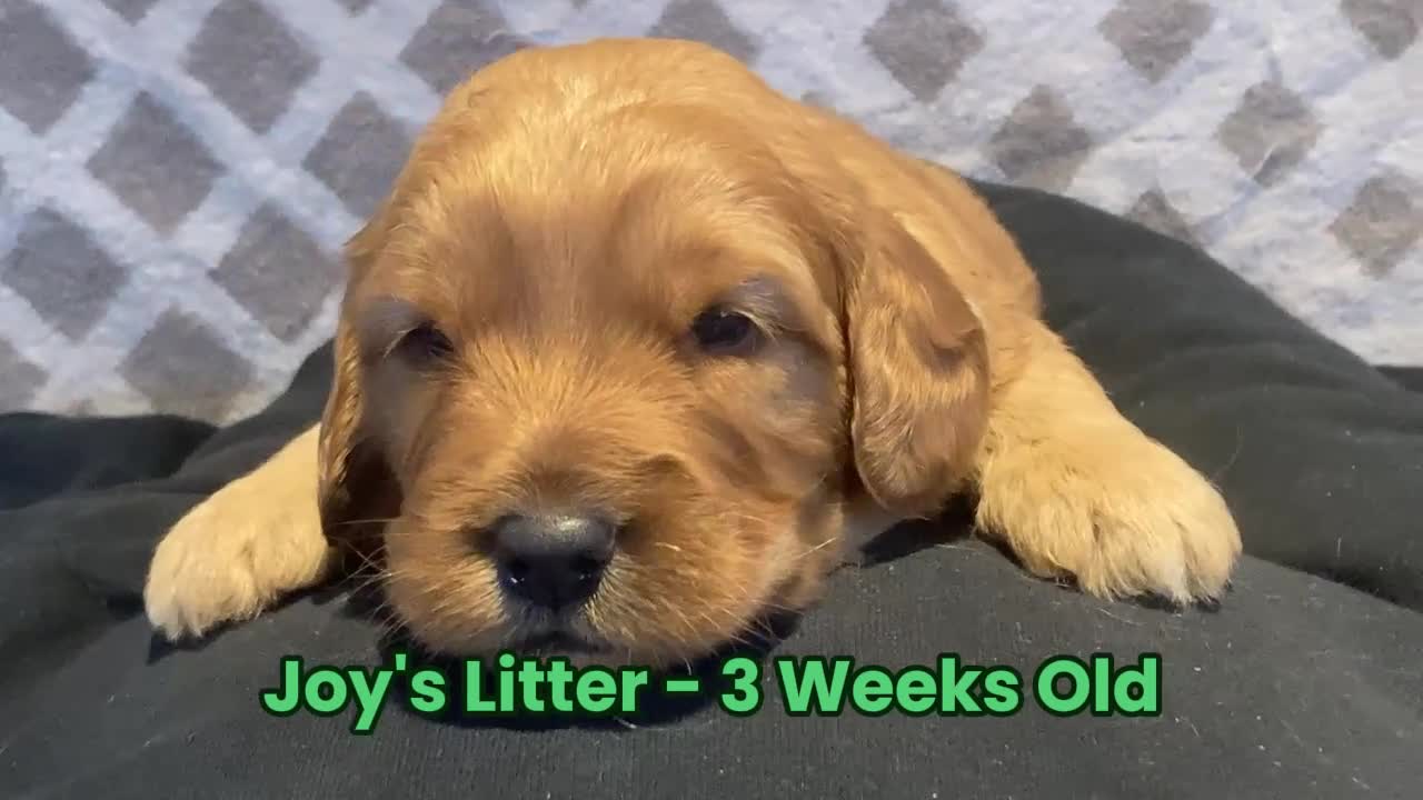 Goldendoodle dogs for sale: F1 Miniature Goldendoodle's 100% DNA Health-Tested - Video 4