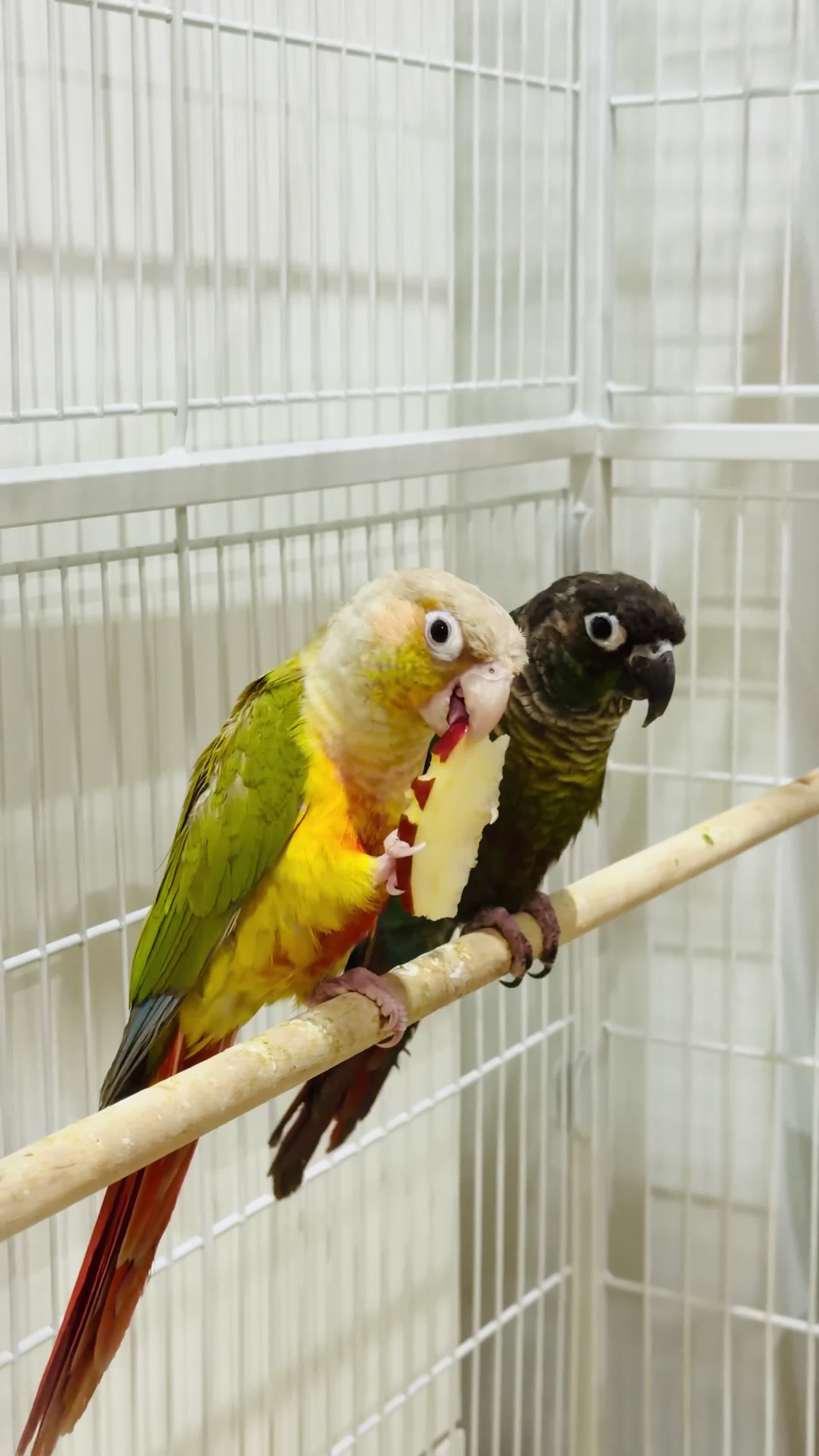 Conures birds for sale: GREEN CHEEK CONURE & PINEAPPLE CONURE - Video 1