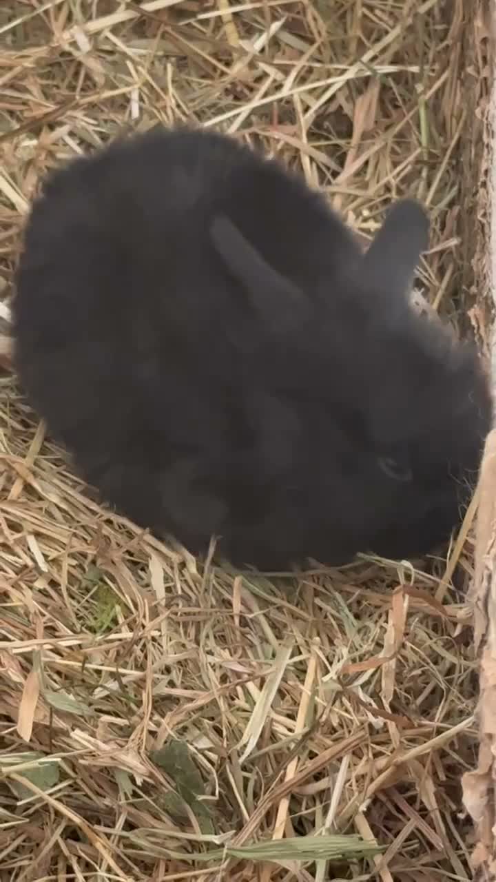 Mini Lop rabbits for sale: Beautiful Mini Lops to reserve  - Video 2