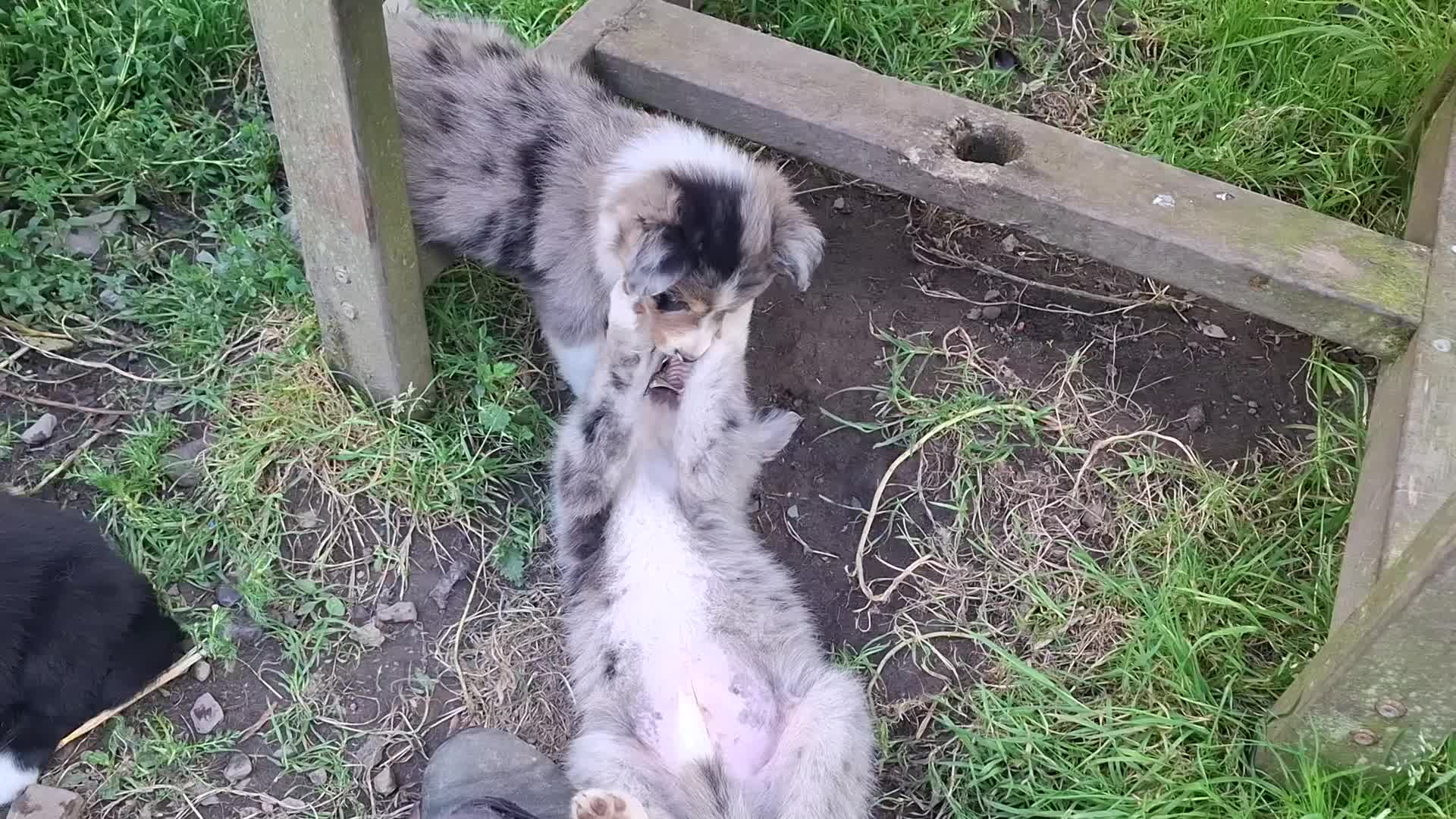 Border Collie dogs for sale: Border Collie sheepdog pups  - Video 3