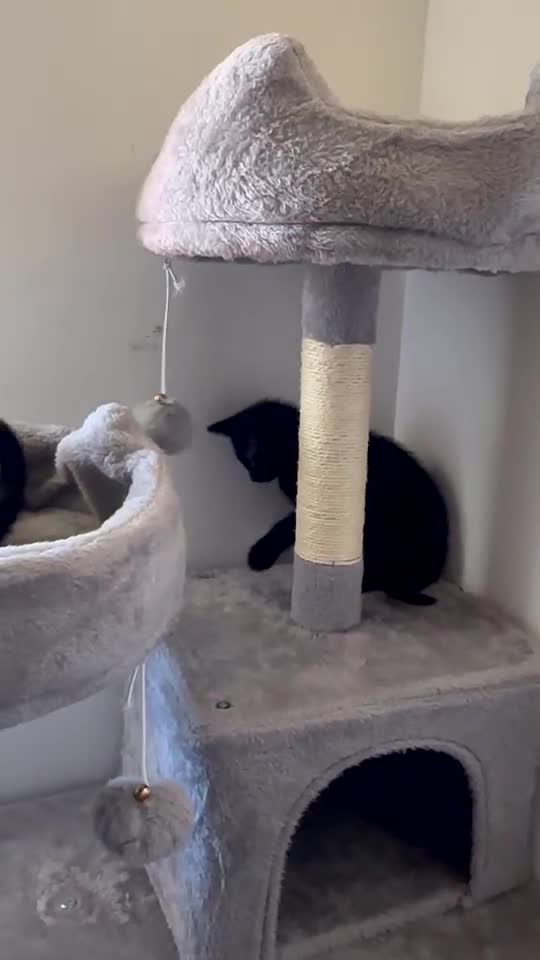 Mixed Breed cats for sale: 2 beautiful kittens for sale  - Video 2