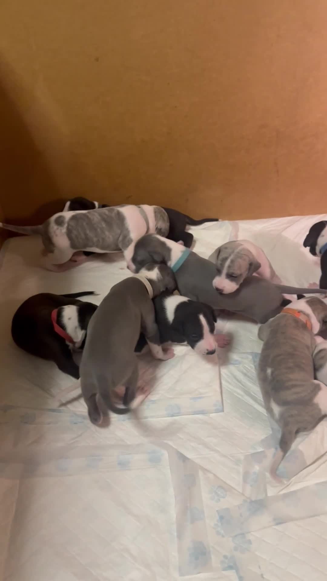 Whippet dogs for sale: Rare colours full pedigree KC Reg whippet pups  - Video 3