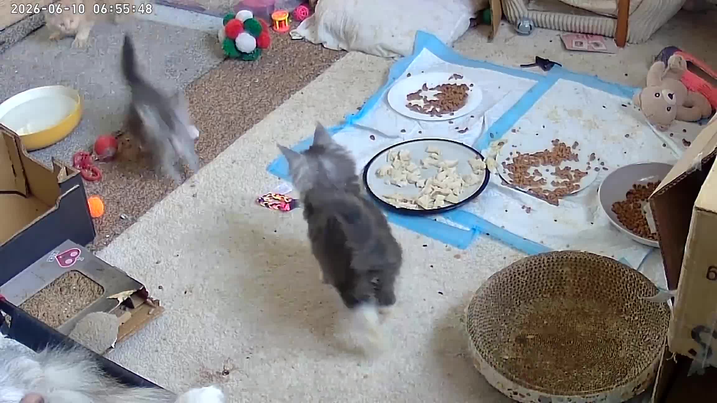 Maine Coon cats for sale: Fluffy, friendly pedigree maine coon kittens  - Video 2