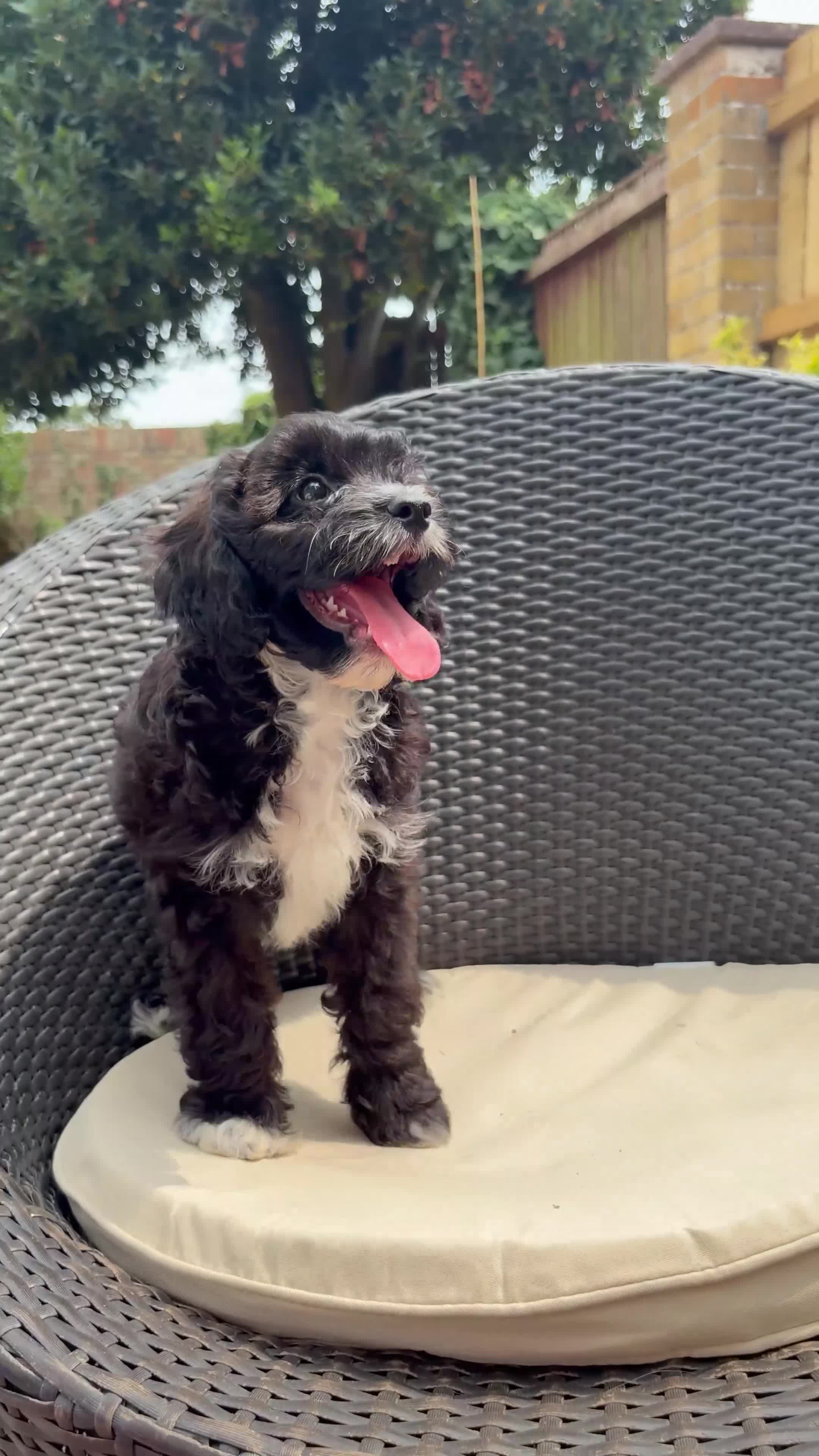 Cavapoo dogs for sale: Gorgeous F1 Cavapoo Boy Available Now - Video 1