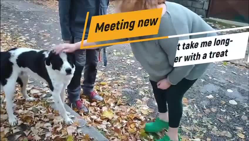 Mixed Breed dogs for adoption: Mecho, 1.5-2 yrs old. Available for adoption. - Video 1