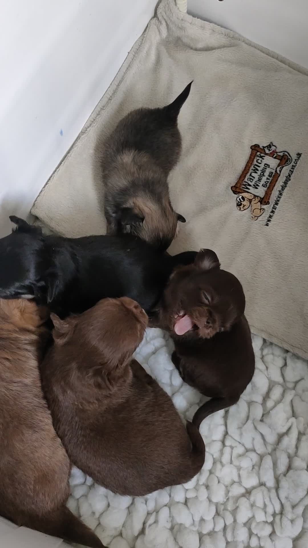 Chihuahua dogs for sale: Stunning long coat chihuahua puppies  - Video 2