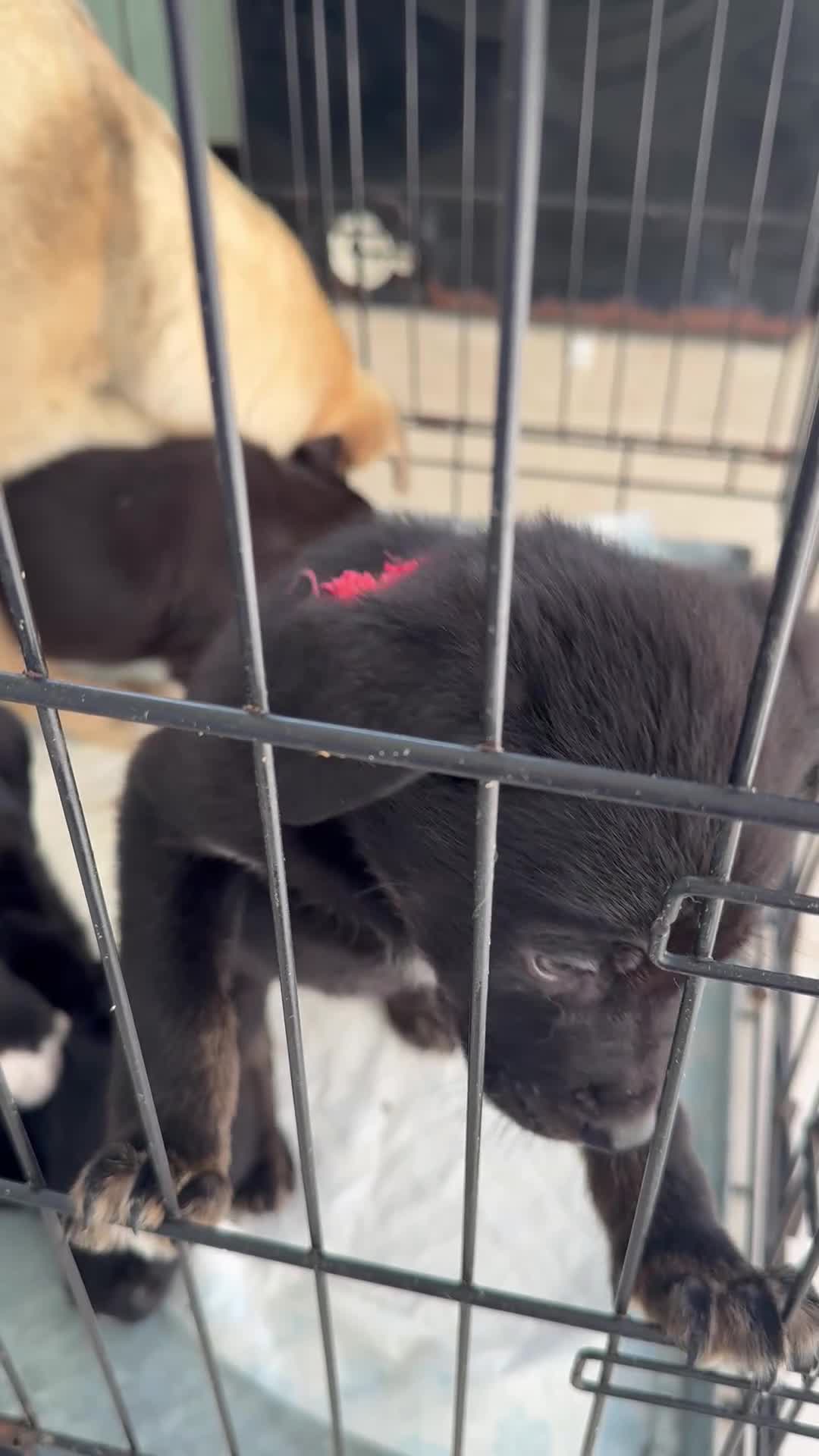 Mixed Breed dogs for sale: 3 girls 5 males puppies - Video 2