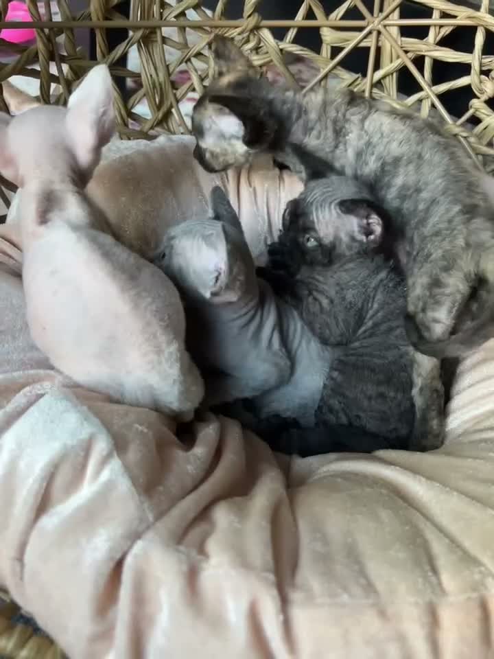 Devon Rex cats for sale: Gorgeous Devon Rex kittens - Video 1