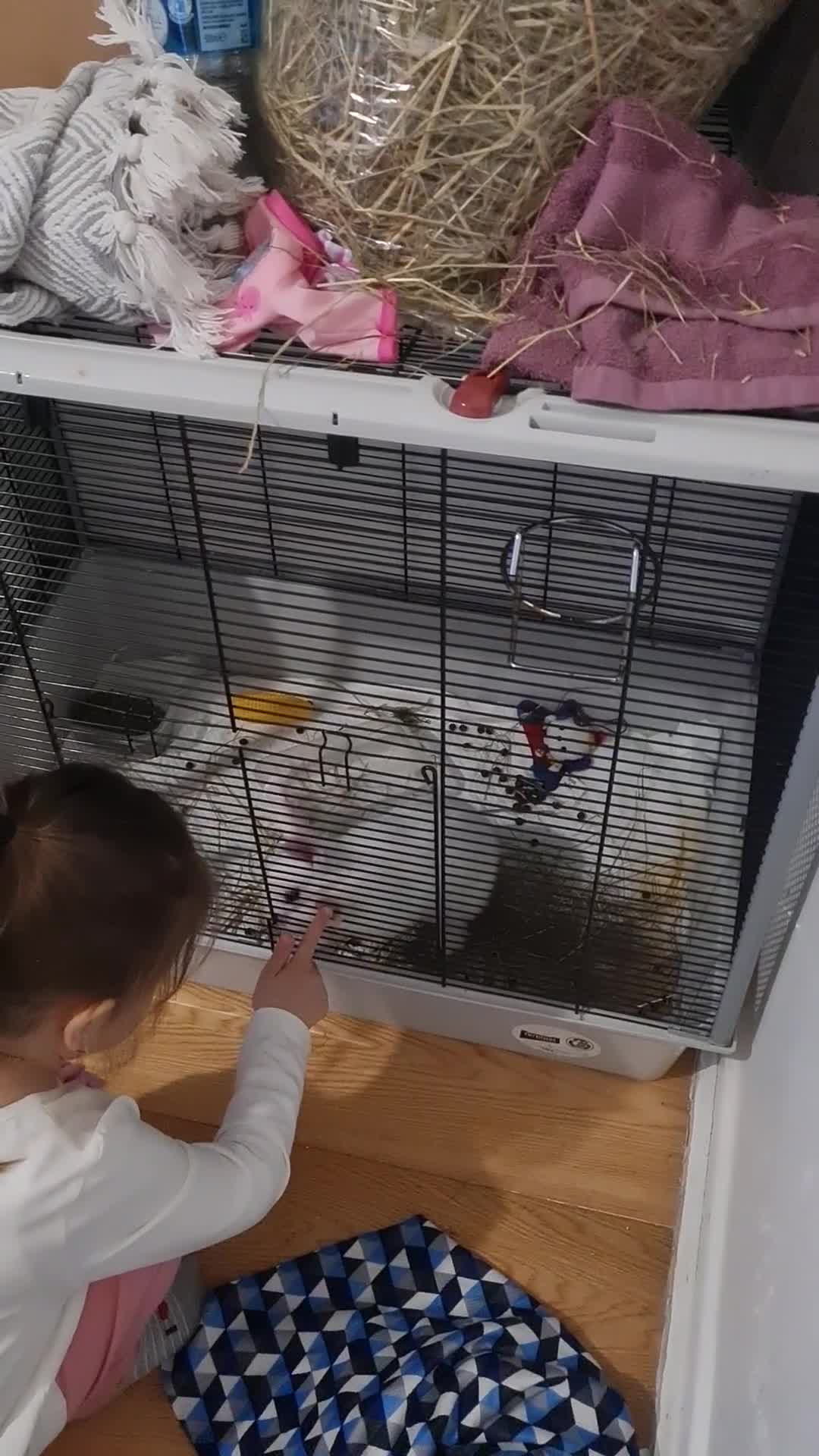 Dwarf Hotot rabbits for sale: Dwarf hotot rabbit in Northwich - Video 1