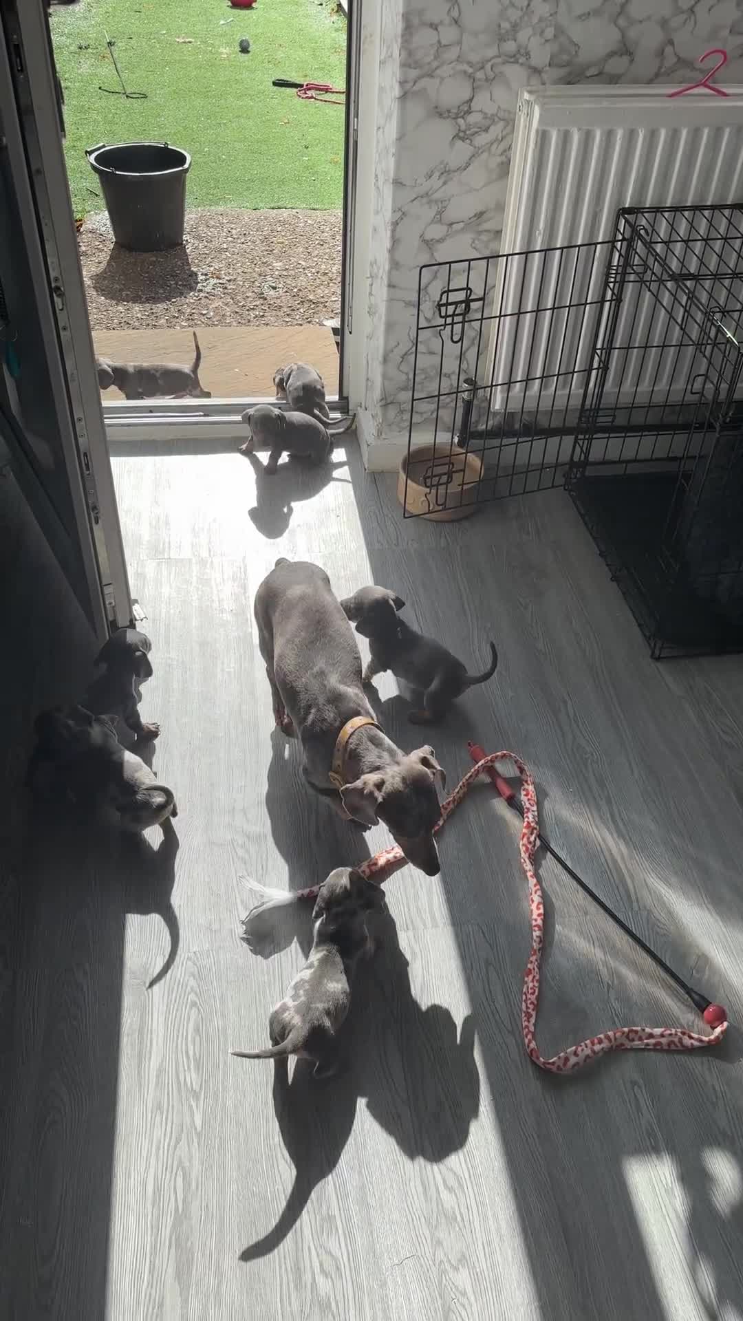 Dachshund dogs for sale: 7 beautiful dachshund baby’s  - Video 1