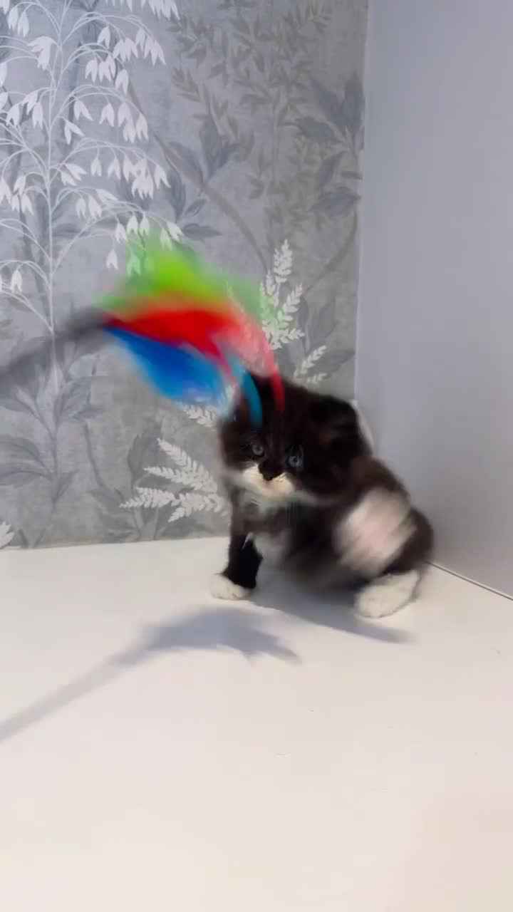 Persian cats for sale: Beautiful Long-Haired Persian Kittens - PKD neg - Video 1