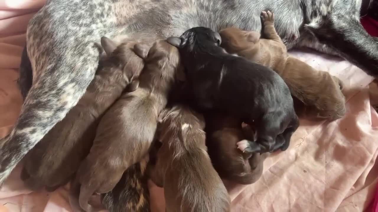 Cocker Spaniel dogs for stud: Cocker spaniel for stud extensively health tested  in Shrewsbury - Video 2