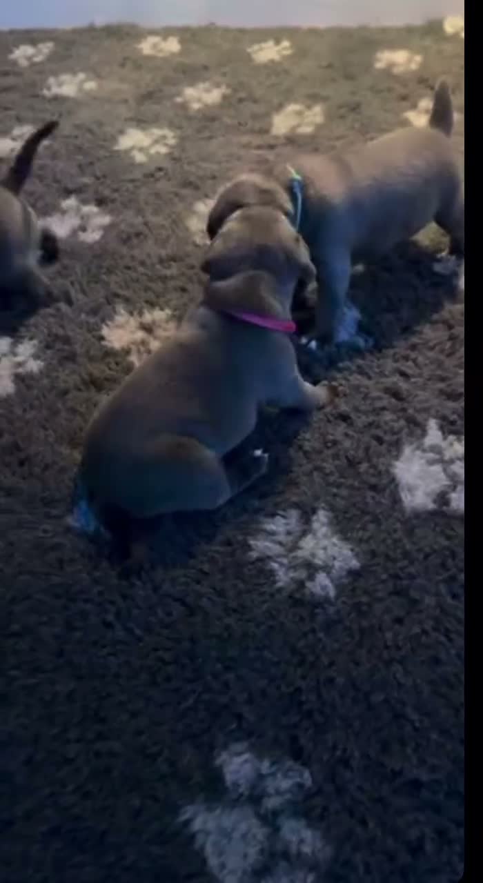 Staffordshire Bull Terrier dogs for sale: Amazing Playful Staffordshire Bull Terrier Pups  in Reading - Video 1