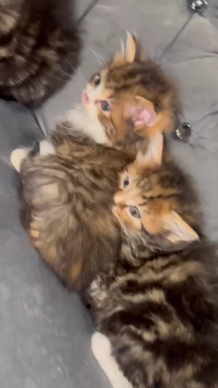 Siberian cats for sale: Kittens for sale bradford - Video 1