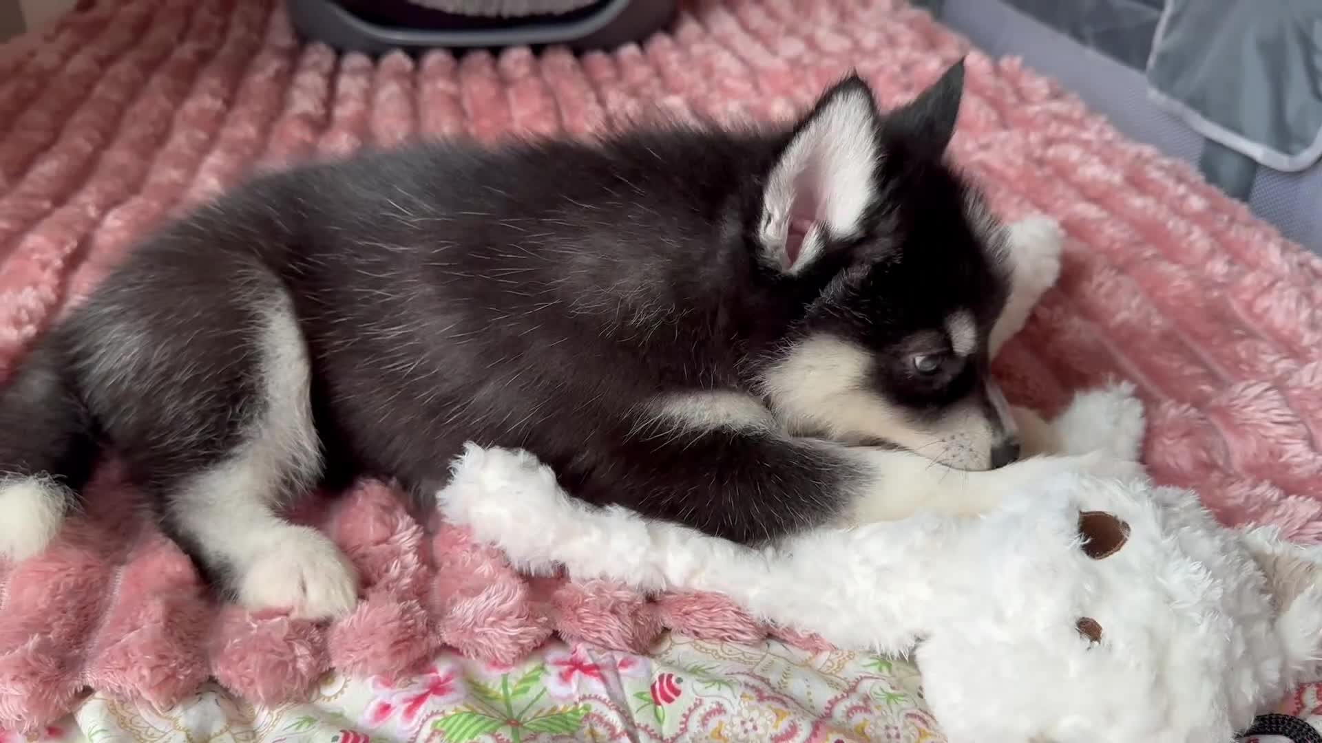 Utonagan dogs for sale: Crufts Line Husky x Malamute - Health tested 🐾 - Video 1