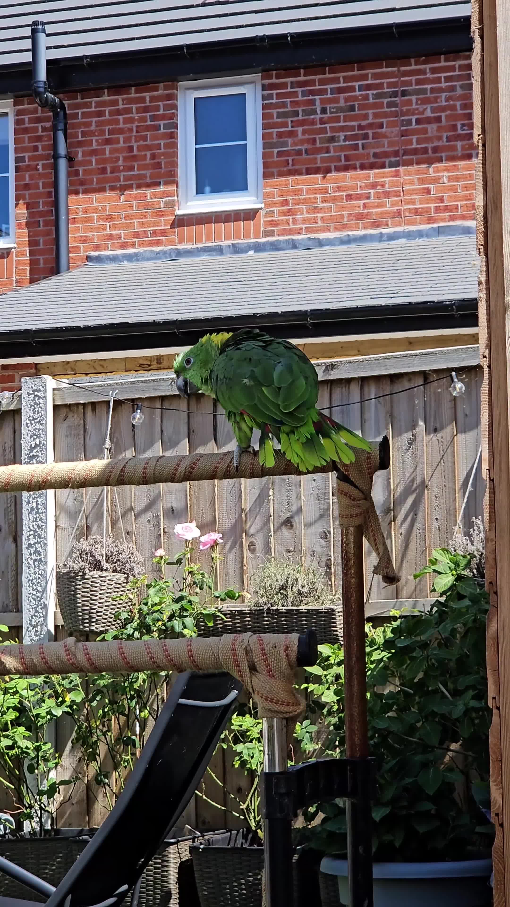 Parrots birds for sale: Yellow naped amazon  - Video 2