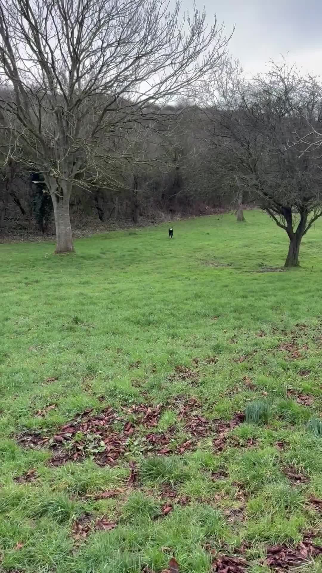 German Shepherd dogs for sale: Female German Shepard - Video 1