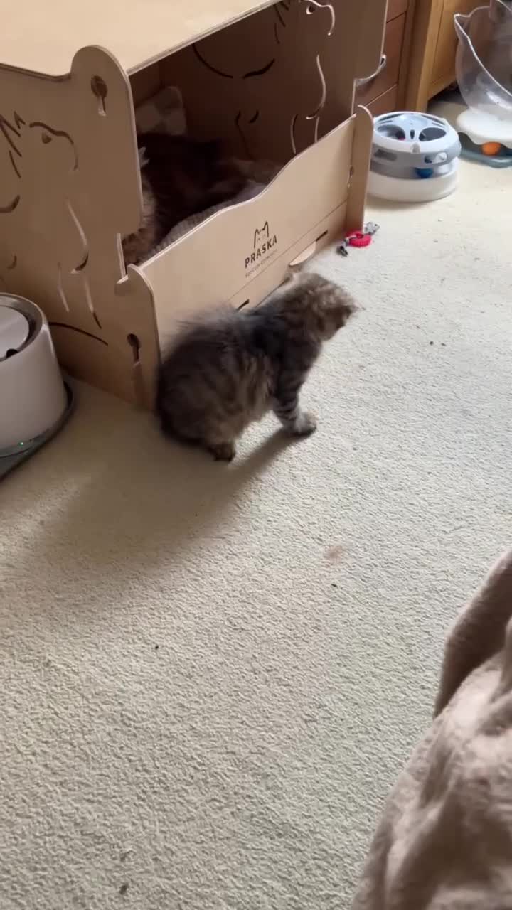 Siberian cats for sale: Siberian boy Olek - Video 1