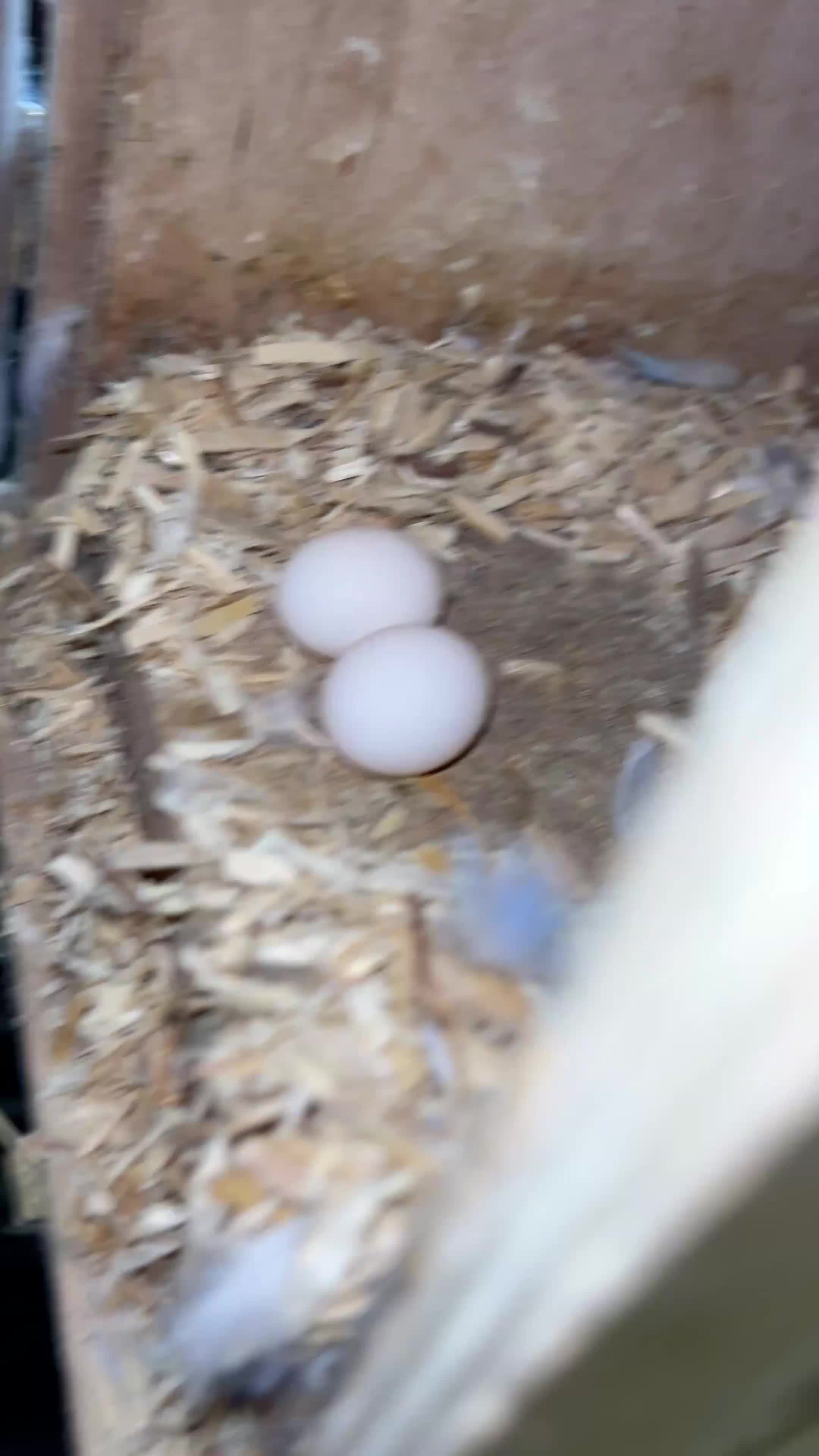 Budgerigars birds for sale: Proven breeding pairs only  - Video 2